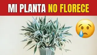 🌷🤫 SECRETOS PARA QUE TUS PLANTAS FLOREZCAN  I Aprende sobre FISIOLOG&Iacute;A VEGETAL