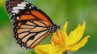 Canada 5 years behind Europe in banning pesticides