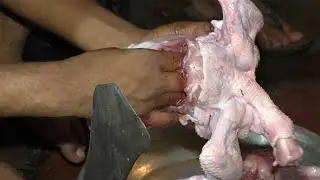 Super Fast Chicken Cutting Skill~*~{Poultry Cutting & Chopping By Expert Butcher}~*~