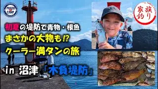 【25年6月末】鯖が大漁に釣れてる沼津『木負堤防（きしょうていぼう）』アジ・サバ・カサゴ・・・魚種が豊富で家族大満足♪初夏の伊豆堤防釣り