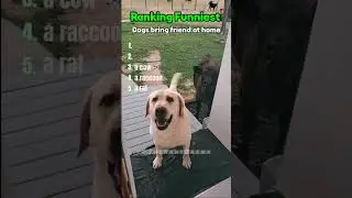 🐶🐾 Top Dogs Bringing Friends Home &ndash; Ranked! 😂✨ #dog #funny #fyp