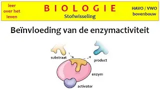 Biologie - Stofwisseling - Beïnvloeding van de enzymactiviteit -