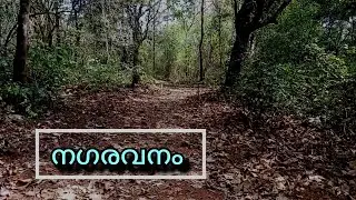 Nagaravanam hiking -palakkad #asmr #viralvideo #shornur #nagaravanam #palakkad