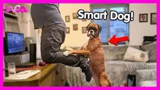 🐶 Собаки решают проблемы, как люди! 🧠 | Подборка &laquo;Умные собаки&raquo; 2025 года