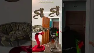 Animal funny video 2026 Anaconda snake python bhoot wala ondel ondel saamp bhoot wala #funny #shorts