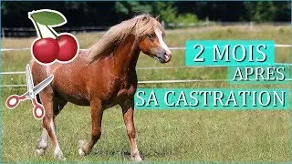 2 MOIS APRÈS SA CASTRATION - Mon avis