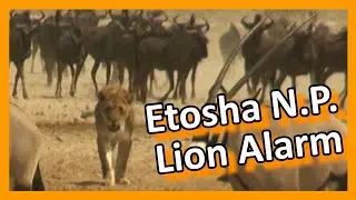 Namibia - Etosha National Park - Lion Alarm