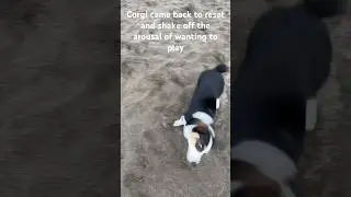 Dog Body Language Assignment