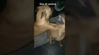 #youtube #dog #funny #babies #chaos #disaster #dogshorts #doglover #germanshepherd #mixedbreed