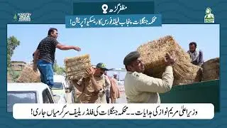Punjab Forest Department Flood Relief Operations | Supervised by CM Maryam Nawaz