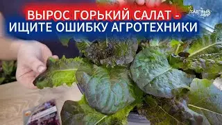 ПОЧЕМУ ВЫРОС ГОРЬКИЙ САЛАТ. ТРИ ПРАВИЛА ПЫШНОЙ РОЗЕТКИ ЛИСТОВОГО САЛАТА.