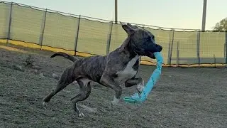 Tyson is thriving at @dog365 in Mount Pleasant, TX being trained by Brian. Video by @stickwithdave.