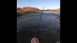 Cranka Crabbing Small Mouth Yellow Fish 🎣💥