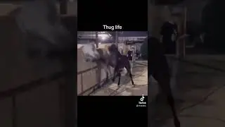 Thug life #random #horse #caballo #funny