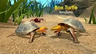 Box Turtle Simulator (by Wild Foot Games) Android Gameplay [HD]
