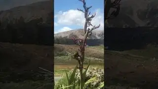 Korimako i runga i te harakeke, Te Wai Pounamu