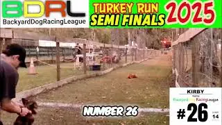 Fastest Dogs Race: Turkey Run Semi-Finals Heat! #shorts