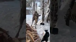 Винтику все таки прилетело😅🌲🫎🐕  #север #животные #лесной #зима #охота #соха #природа #тайга #лес