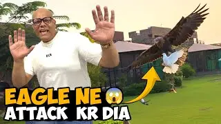 Cheel Ne Kabootaro Par Attack Kar Dia 🦅😱 | Katil Deer Ke Seengh Kaat Die 🦌🔥 | BT Farm Stories