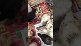 Day 27 - Daily Growth of Chickens / From Chicks to Chickens - October 29, 2023