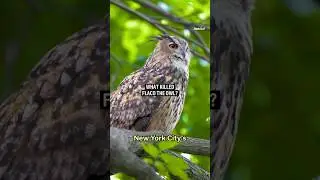 What killed Flaco the owl?