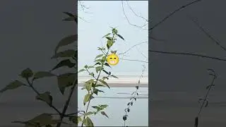 River view points of Assam #assam #as01 Guwahati#short  #tranding