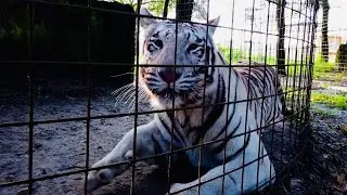 CARING for BIG CATS!!