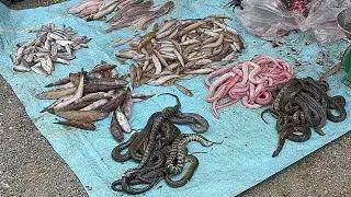 Amazing Cambodia street food in  Kompong Chnang Market  Mini Vlog / ផ្សារត្រីនៅខេត្តកំពង់ឆ្នាំង 