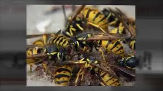 Pest Control La Mesa