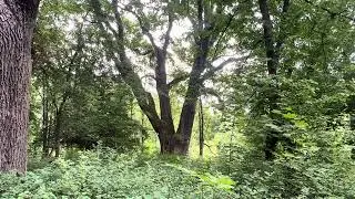 Secrets of the Ancient Oak &ndash; Nature&rsquo;s Guardian 🌳✨