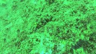 Old Mans Hat, Sydney boat dive, contour roam HD