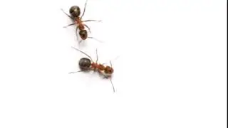 ants crawling