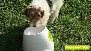 All For Paws - Hyper Fetch Mini