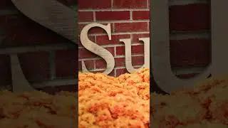 Does Susquehanna have brand colors? Us: | #shorts #college  #university #susquehanna
