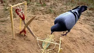 Creative Tools: How to install Bird Trap using Scissor