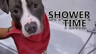 PITBULL BATH TIME! 🐶🛁