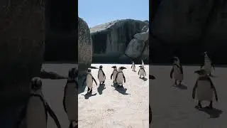 Cute Penguin coming home