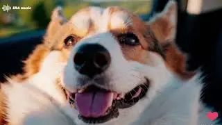 Dog Car Ride Anxiety Relief | Calming Piano Music for Travel