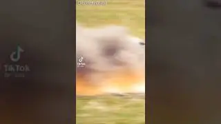 Bird With Lazer Eyes Tiktok Viral Trend😮❤️