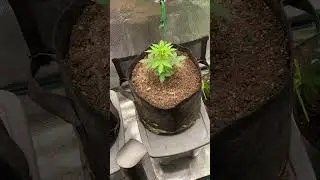 Inside flower tent  
