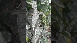 porta enxerto chichem 140 por mil nos 2 primeiro cachos campo aberto