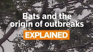 Explainer: Bats and the origin of outbreaks