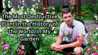 Growing Flowering Tobacco in my Garden for Amazing Flowers, Aroma, and Contrast. You should too.