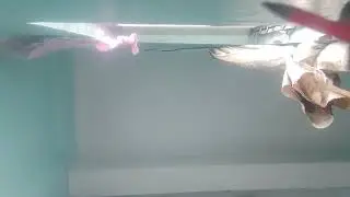 asmr  random triggerss