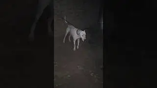 Bulldog #youtubeshorts #bulldog #shorts #horse #punjab #Pakistan Following