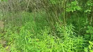 Using Plant 
