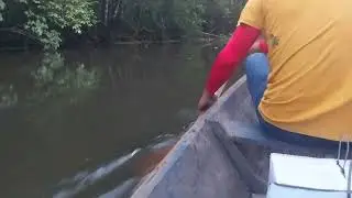 Aventura de uma armada de Curio na Amaz&ocirc;nia 