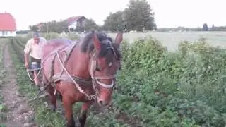 Rad sa konjem.wmv