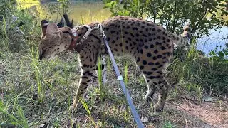 Serval Bites my Hand