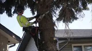 Spruce Tree Removal Spring 2021